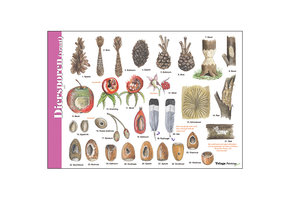 Identification Card Food Tracks