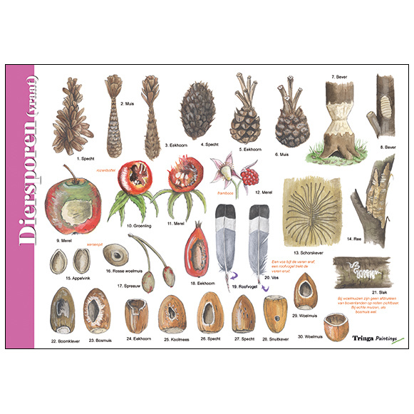 Identification Card Food Tracks