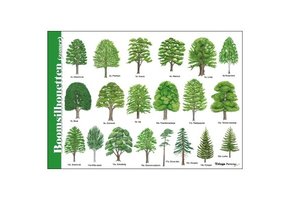 Recognition Card Tree Silhouettes