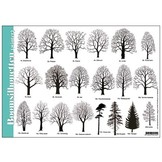 Bestimmungshilfe Baum Silhouetten