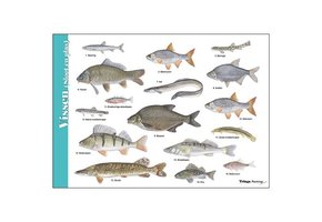 Bbestimmungshilfe Fische (Graben und Pfütze)