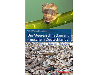 Die Meeresschnecken und -muscheln Deutschlands