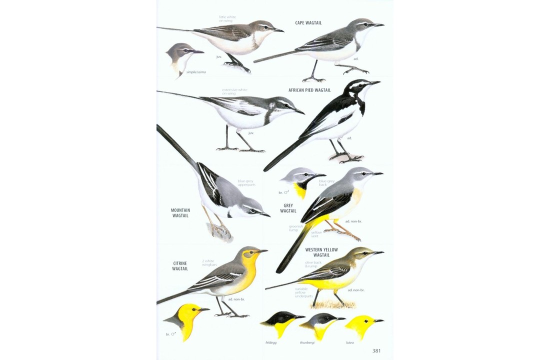 Sasol Birds of Southern Africa