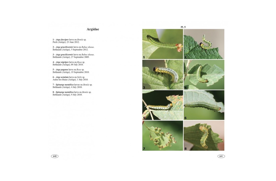 Sawflies of Europe - Hymenoptera of Europe, Volume 2