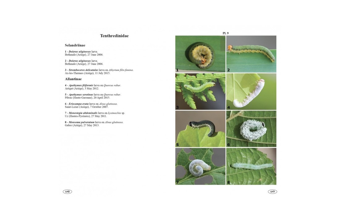 Sawflies of Europe - Hymenoptera of Europe, Volume 2