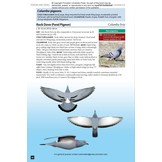 Flight Identification of European Passerines and Select Landbirds - An Illustrated and Photographic Guide