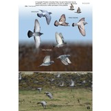 Flight Identification of European Passerines and Select Landbirds - An Illustrated and Photographic Guide