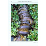 Professional Breeders Series Anacondas