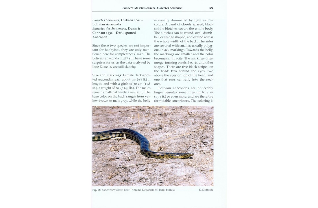 Professional Breeders Series Anacondas
