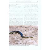 Professional Breeders Series Anacondas