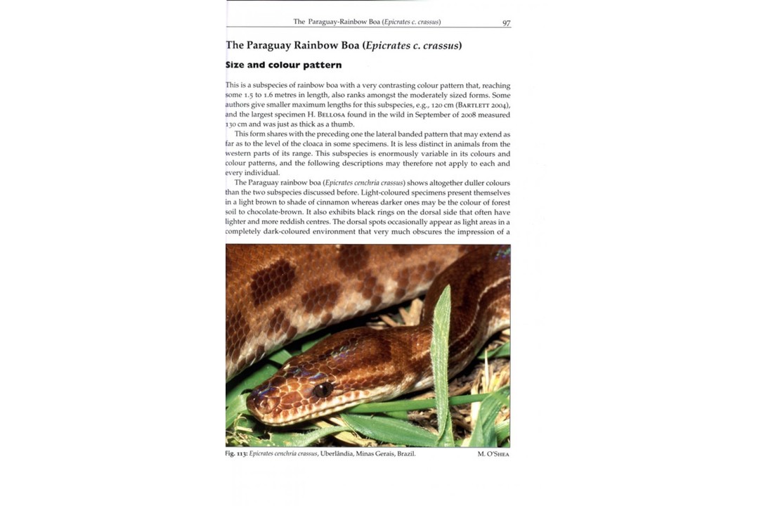 Rainbow Boas - Natural History & Captive Husbandry