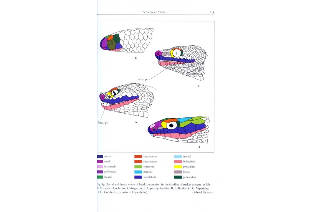 Amphibians and Reptiles of Margarita, Coche and Cubagua