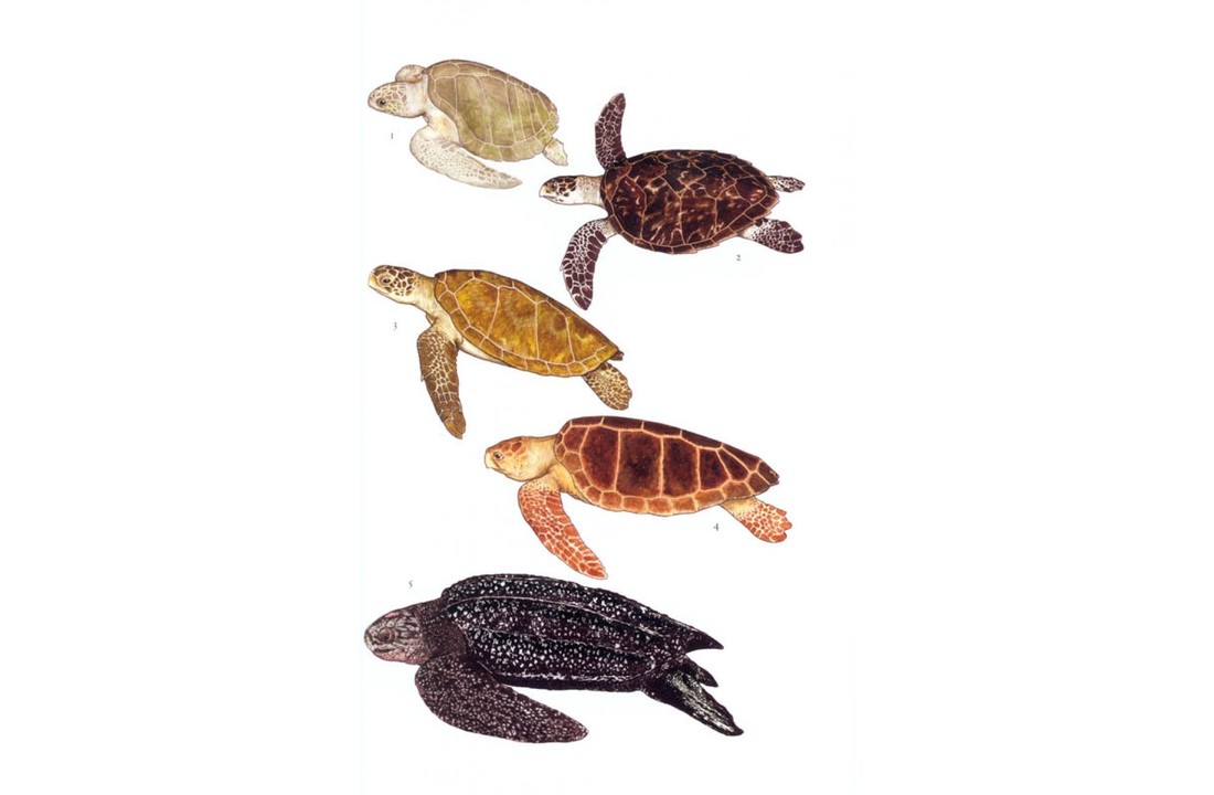 Amphibians and Reptiles of Margarita, Coche and Cubagua