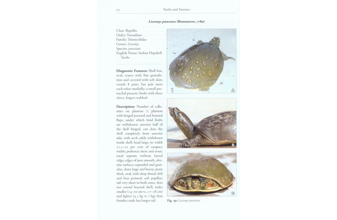 A Contribution to the Herpetology of Northern Pakistan