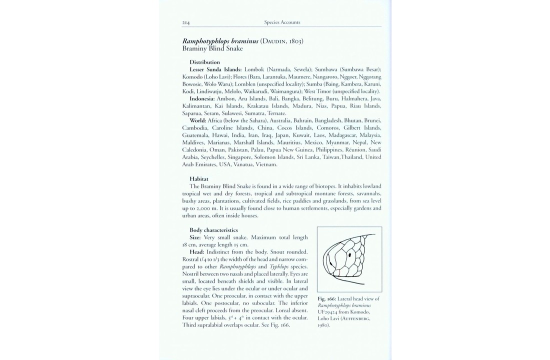 The Snakes of the Lesser Sunda Islands (Nusa Tenggara), Indonesia - A field guide to the terrestrial and semi-aquatic snakes with identification keys
