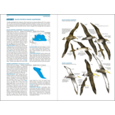 Seabirds - The New Identification Guide