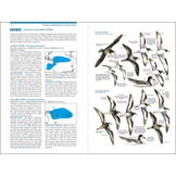 Seabirds - The New Identification Guide