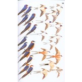 Birds of Eastern Africa