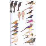 Birds of Eastern Africa