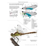 Cahier d'identification des Libellules de France, Belgique, Luxembourg & Suisse - 2. Auflage