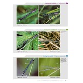 Cahier d'identification des Libellules de France, Belgique, Luxembourg & Suisse - 2. Auflage