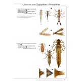 Cahier d'identification des Libellules de France, Belgique, Luxembourg & Suisse - 2. Auflage