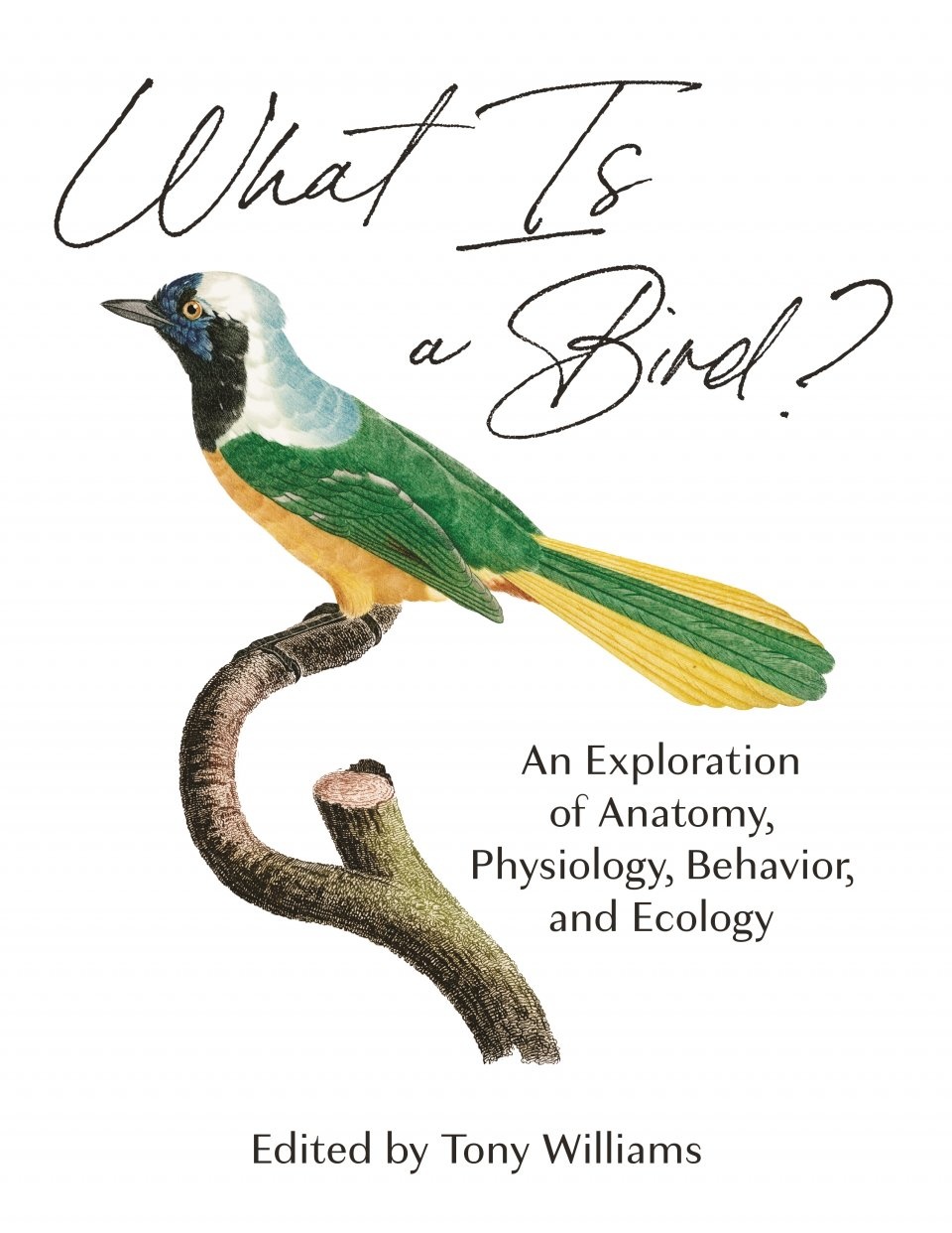 What Is a Bird? - An Exploration of Anatomy, Physiology, Behavior and Ecology