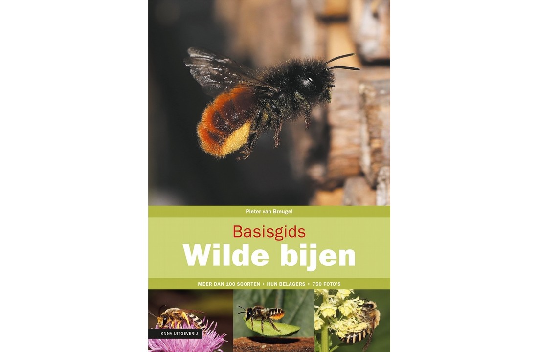 Basisgids Wilde Bijen