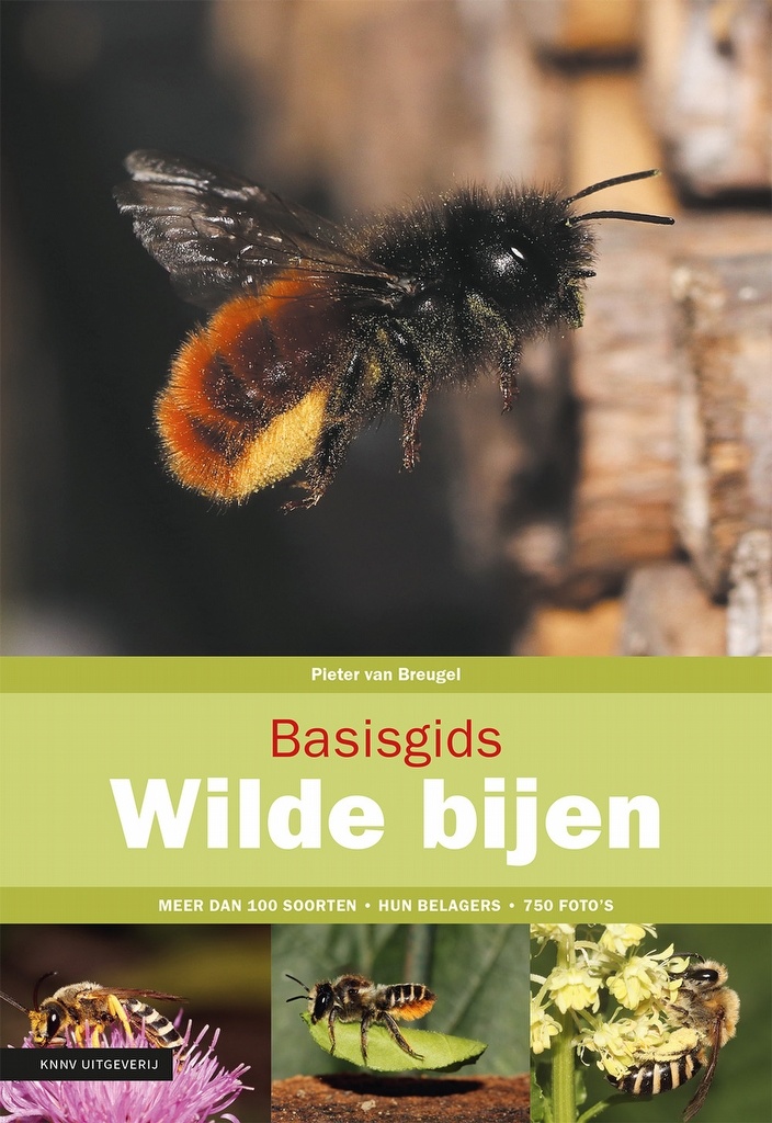 Basisgids Wilde Bijen
