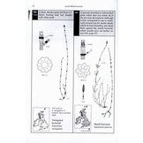 The Fern Guide - A Field Guide to the Ferns, Clubmosses, Quillworts and Horsetails of the British Isles