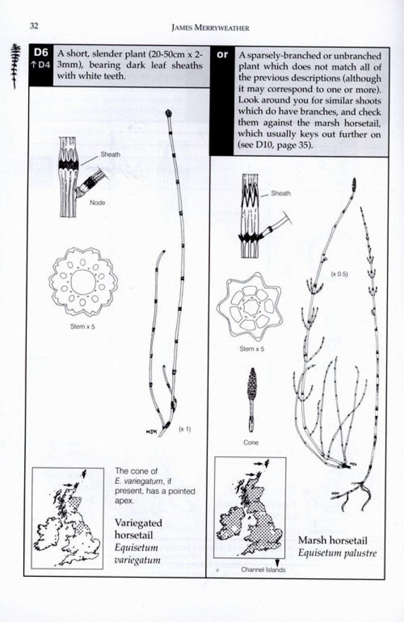 The Fern Guide - A Field Guide to the Ferns, Clubmosses, Quillworts and Horsetails of the British Isles