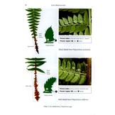 The Fern Guide - A Field Guide to the Ferns, Clubmosses, Quillworts and Horsetails of the British Isles