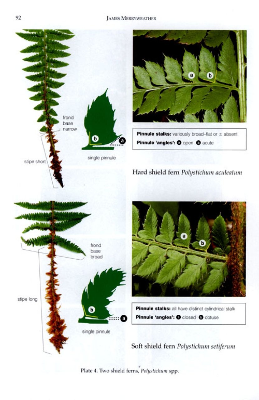 The Fern Guide - A Field Guide to the Ferns, Clubmosses, Quillworts and Horsetails of the British Isles
