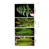 The Fern Guide - A Field Guide to the Ferns, Clubmosses, Quillworts and Horsetails of the British Isles