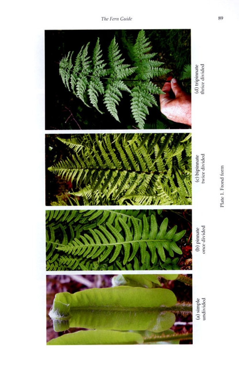 The Fern Guide - A Field Guide to the Ferns, Clubmosses, Quillworts and Horsetails of the British Isles