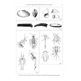 A Key to the Major Groups of British Freshwater Invertebrates