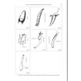 A Key to the Major Groups of British Freshwater Invertebrates