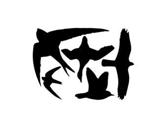 Window stickers birds