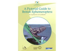 A Pictorial Guide to British Ephemeroptera