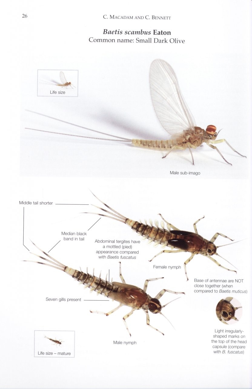 A Pictorial Guide To British Ephemeroptera - Veldshop.nl