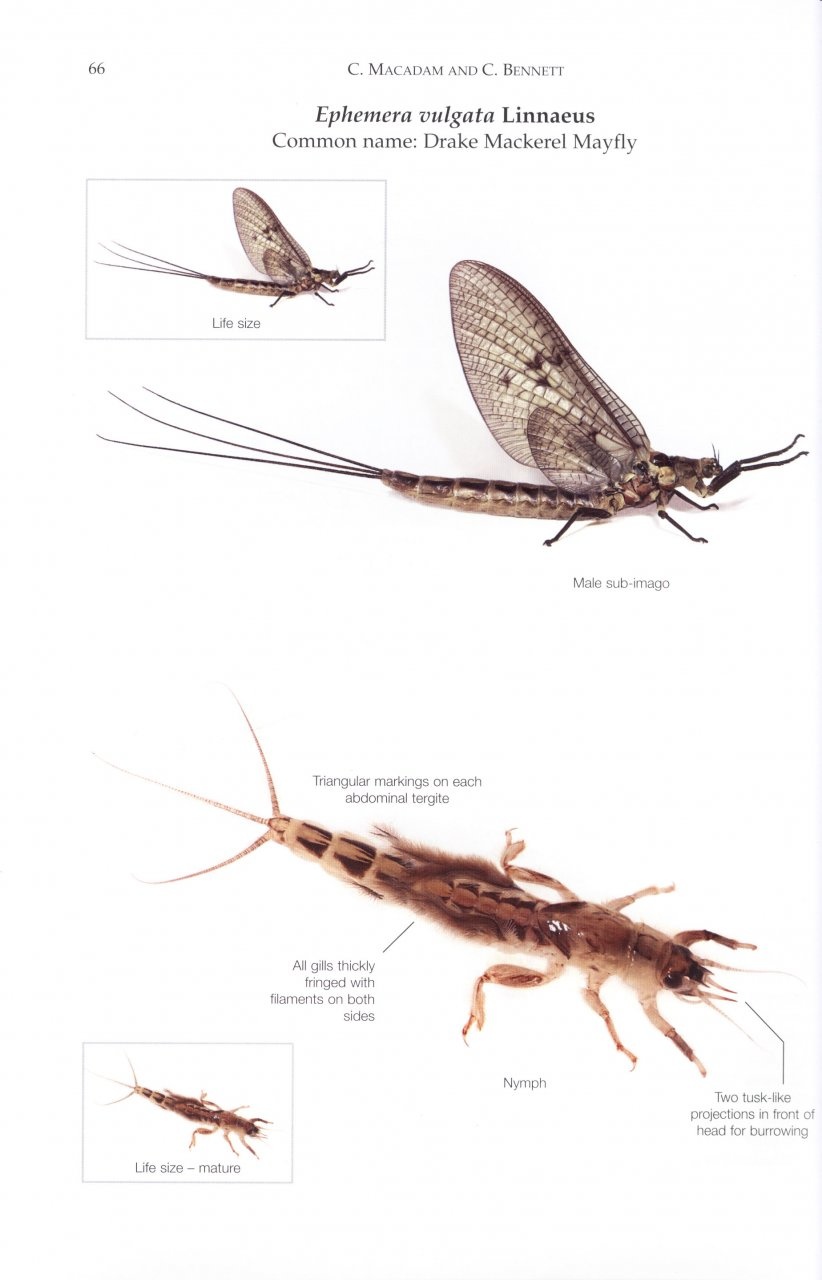 A Pictorial Guide to British Ephemeroptera - Veldshop.nl