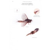 A Pictorial Guide to British Ephemeroptera