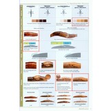 Slugs of Britain and Ireland - Identificaton, understanding and Control