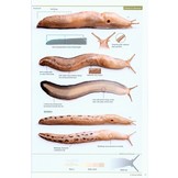 Slugs of Britain and Ireland - Identificaton, understanding and Control