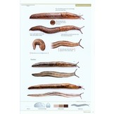 Slugs of Britain and Ireland - Identificaton, understanding and Control