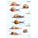 Slugs of Britain and Ireland - Identificaton, understanding and Control