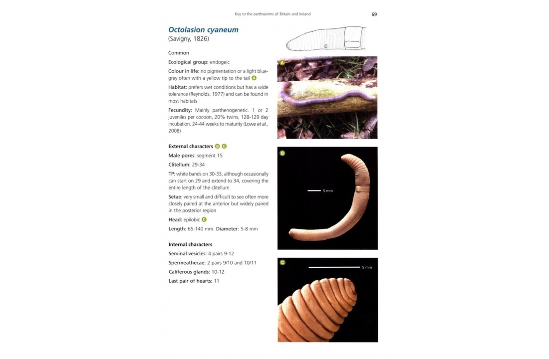 Key to the Earthworms of the UK and Ireland