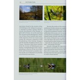 European Pond Turtles - Emys Orbicularis