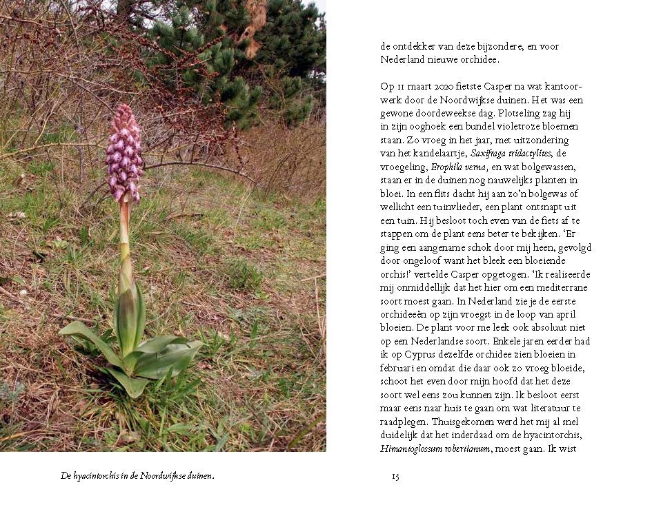 Hyacintorchis - Een nieuwe orchidee aan de Noordzee