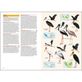 Birds of the Indonesian Archipelago  - Greater Sundas and Wallacea